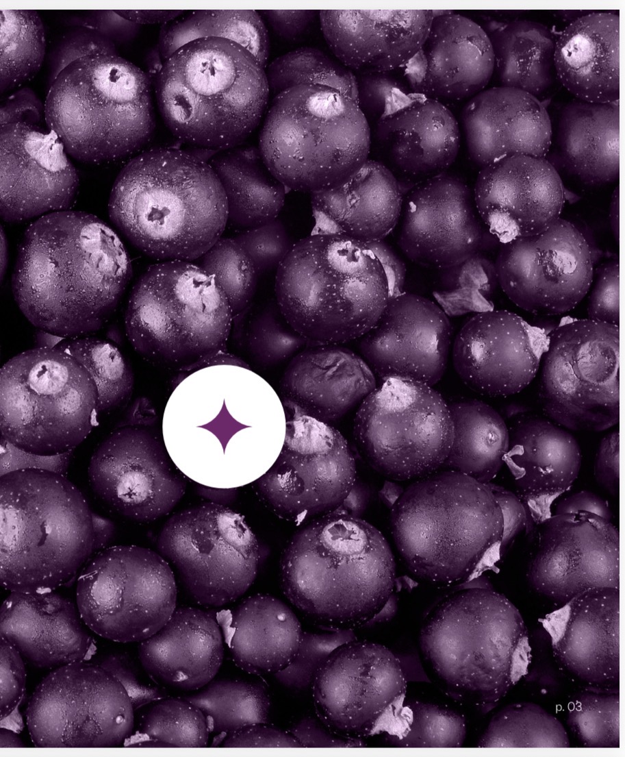 Bayas de açaí frescas